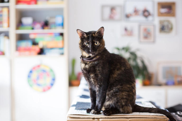 Una gata carey.