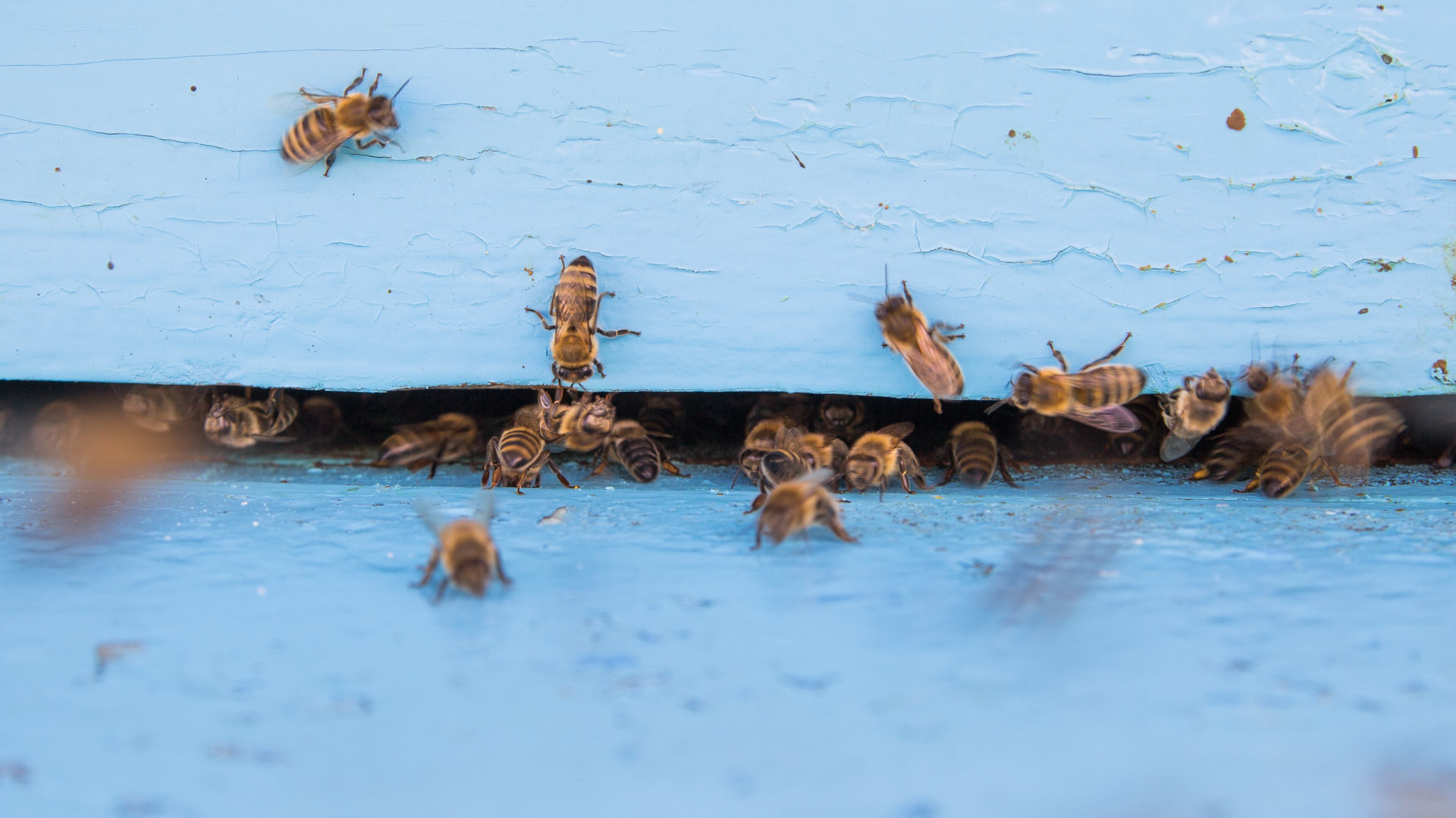 Man dies after being attacked by swarm of bees while mowing a lawn in(01)