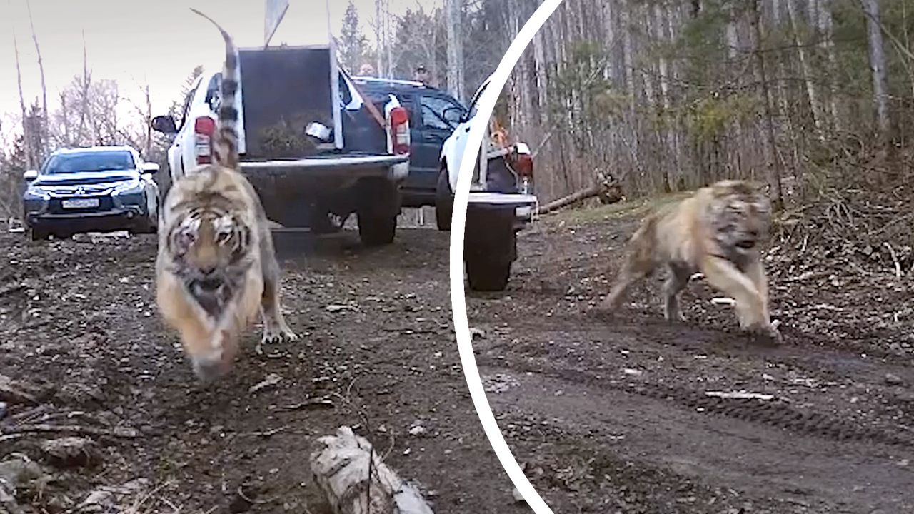 Conservationists Release Orphaned Tigers Back Into The Wild In Russia