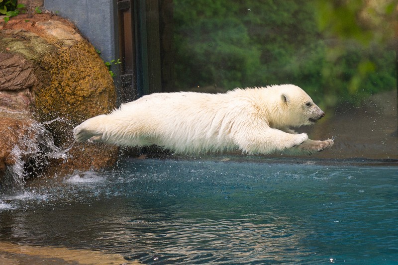 Polar bear cub makes adorable debut at Yokohama zoo(00)