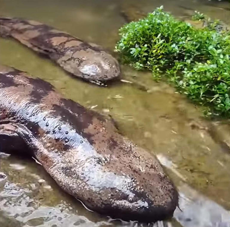 japan ホビー・楽器・アート ※希少 Heliomedusa orienta 化石 ヘリオ