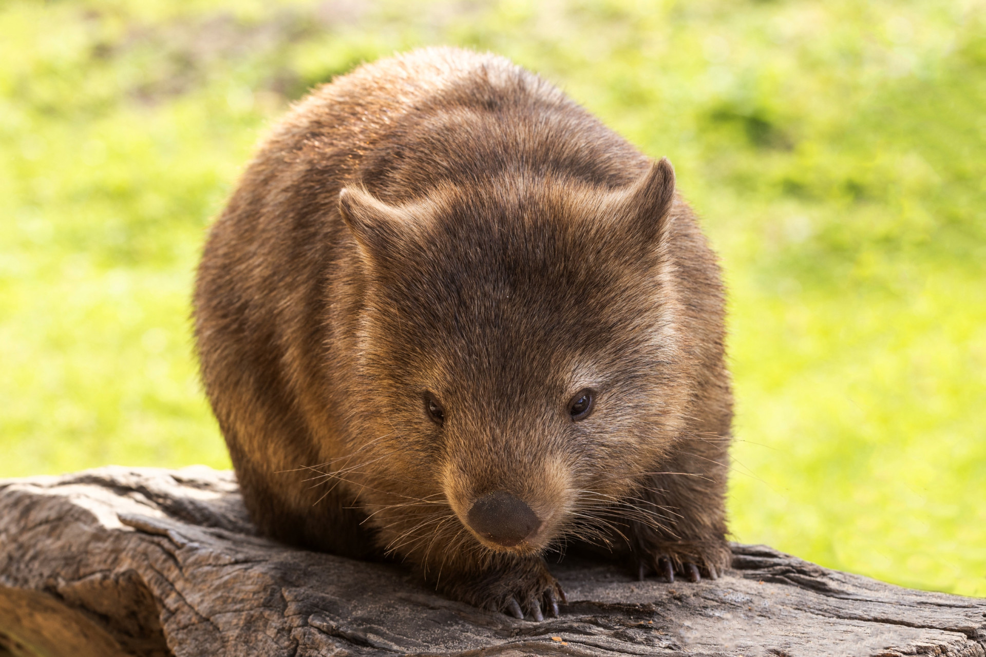 The wombat and other nocturnal Aussie animals