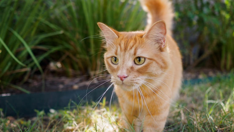 Orange Katzen sind irgendwie anders – Forscher kennen jetzt den Grund
