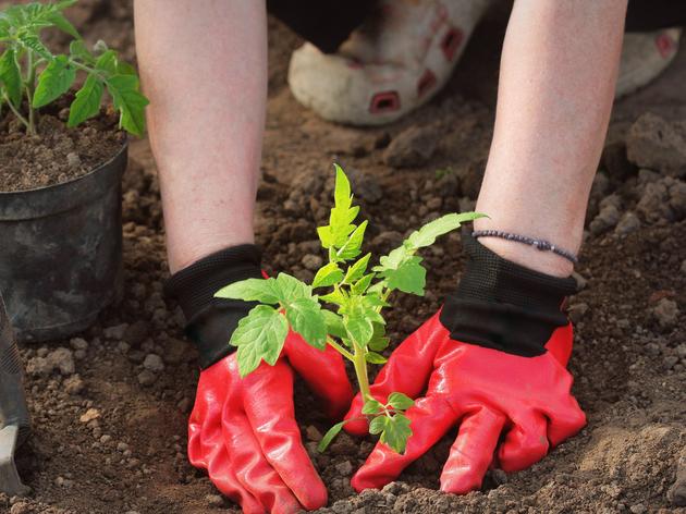 Tomaten richtig einpflanzen – mit diesem Trick werden sie besonders ...