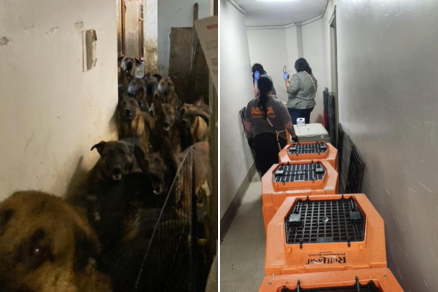 Horror as 48 dogs found crammed in NYC apartment "Some hidden in closets"(02)