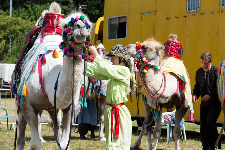 Tormorden camel row: Animal rights activists inundate popular ...