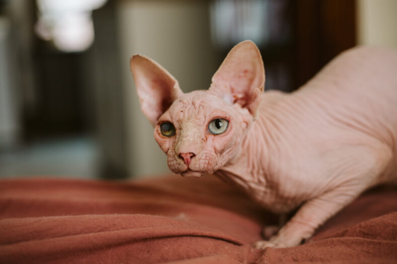 7 Unique Cat Breeds