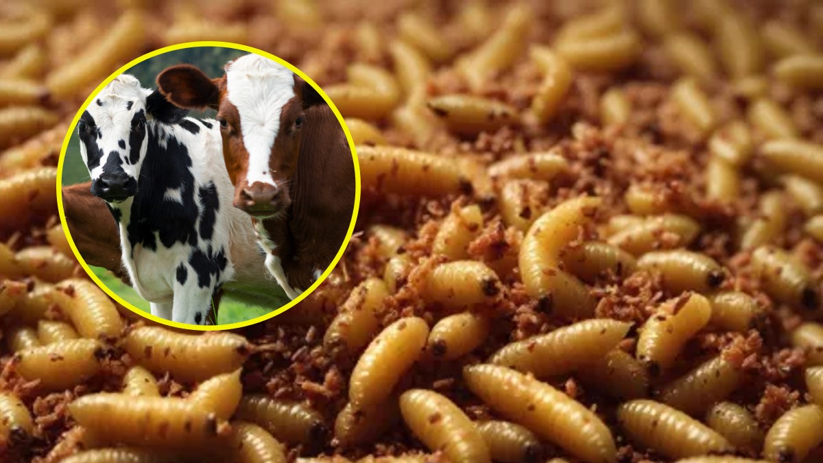 Gusano barrenador: ¿es peligroso comer carne de res debido a esta plaga?