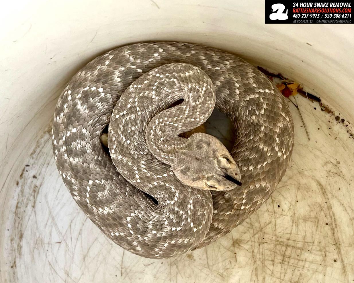 This EyeCatching Rattlesnake Found in Arizona Has Unusual 'Leopard