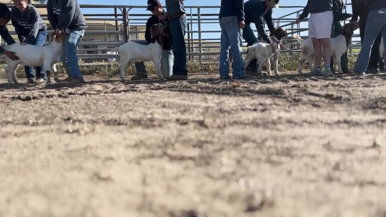 Warrior Goat Program gives Santa Maria students confidence, skills and ...