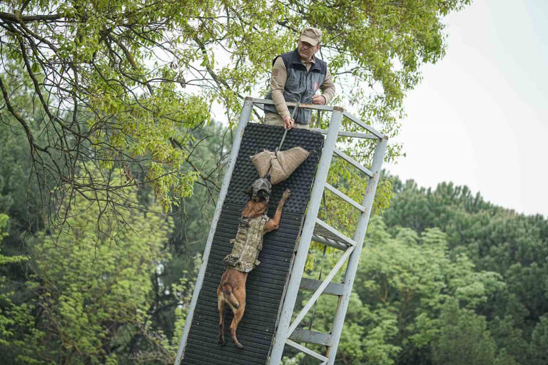 TOPLAM 12 FARKLI IRKTAN KÖPEK, MAYIN ARAMA, NARKOTİK VE DEVRİYE GÖREVİ GİBİ BİRÇOK NOKTADA KAHRAMAN MEHMETÇİK'E YARDIMCI OLUYOR.