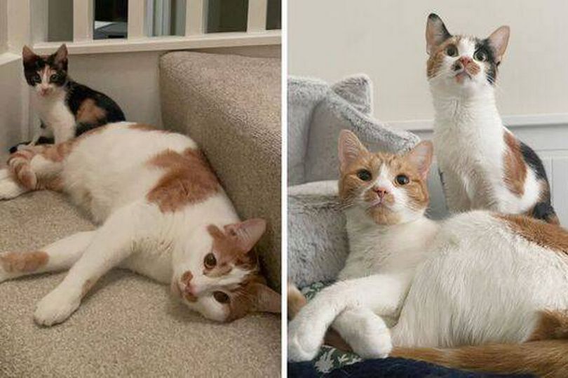 I have four cats two are a certain color and they're absolutely crazy