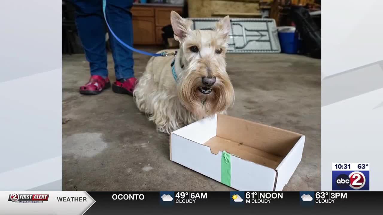 25 years of Scottish Terrier rallies in Bailey's Harbor