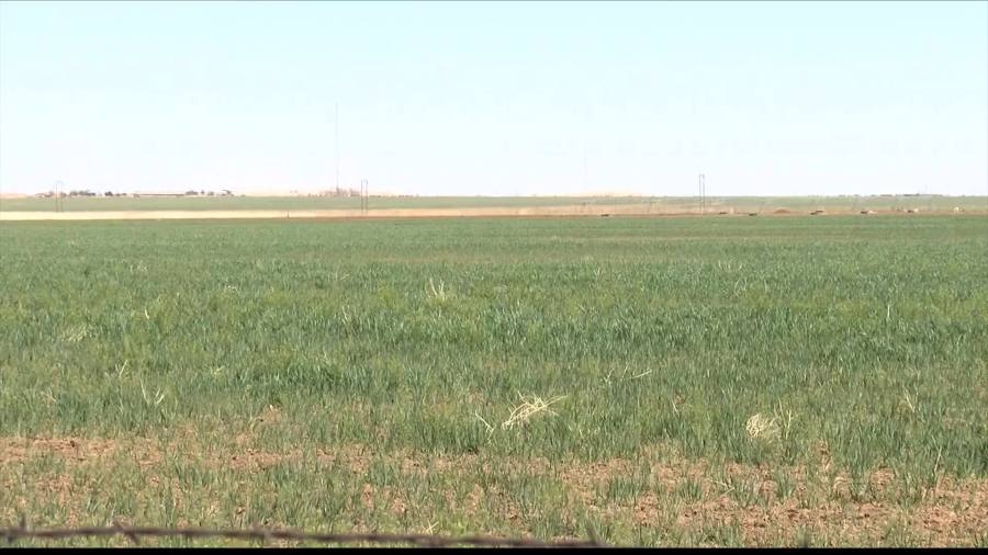 Recent rainfall brings boost and risks to crops in the area