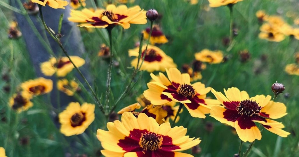 15 Flowers To Plant Now For Beautiful September Blooms