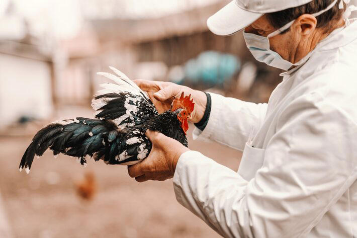 Profissionais que trabalham com aves devem utilizar equipamentos de proteção, como máscaras e luvas, para evitar uma possível contaminação Foto: Dusan Petkovic/Adobe Stock
