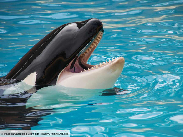 La vidéo poignante des orques et dauphins coincés dans les bassins ...
