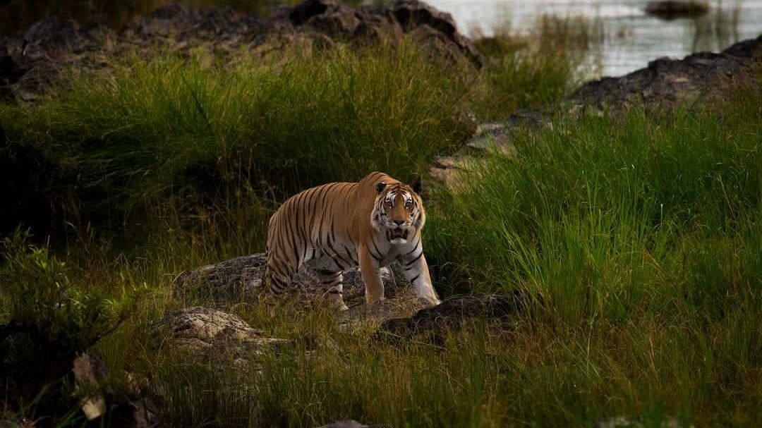 India to host Global Big Cat Summit in 2026; links conservation to ...