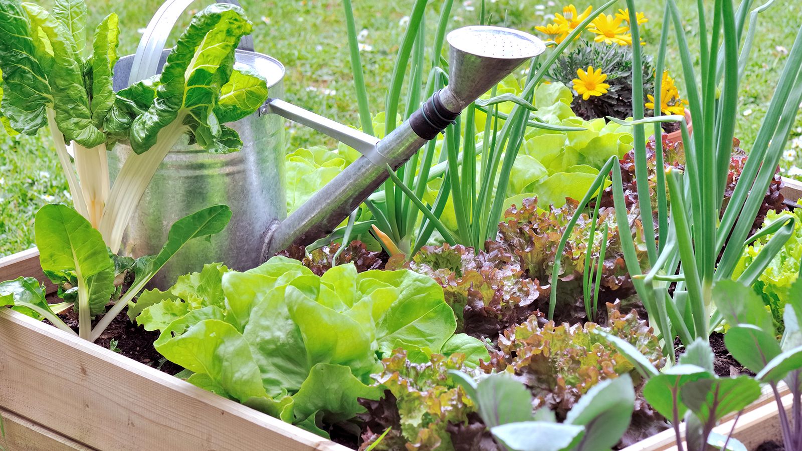 Ditch the chemicals: 9 pest-repellent flowers that will keep pests away ...