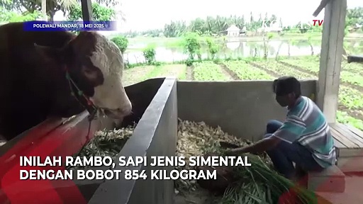 Intip Rambo dan Bejo, Sapi Kurban Presiden Prabowo asal Tegal dan ...
