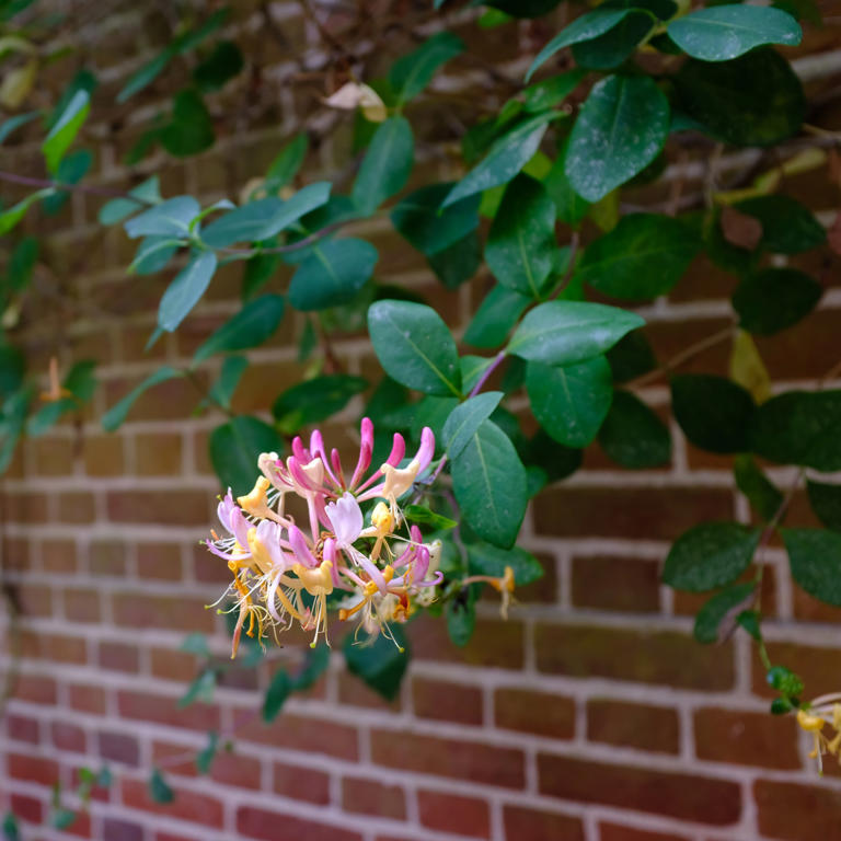 How to grow honeysuckle for stunning, fragrant blooms – they're a must ...