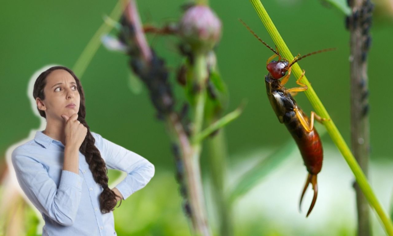 ¿Cómo eliminar tijerillas de forma natural? 3 plantas que las ahuyentan