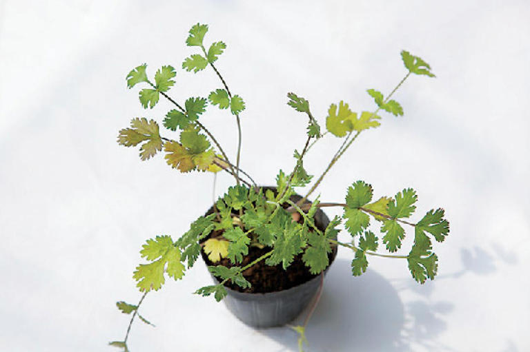 キッチンハーブの寄せ植えづくり | かるがも農園
