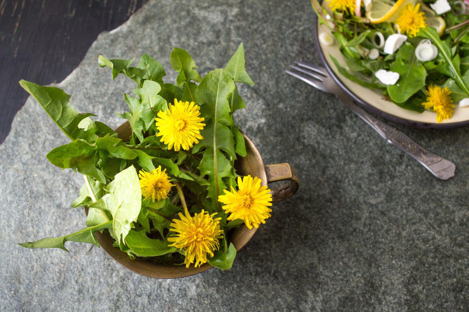 &amp;quot;Mach-ins-Bett-Salat&amp;quot; - oder der besondere Charme von Löwenzahn