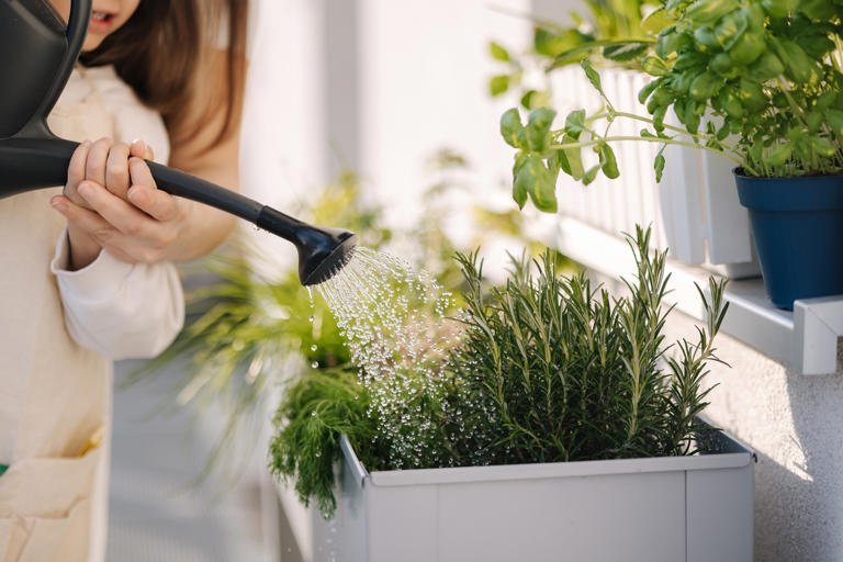 Dites adieu aux mouches cet été ces plantes sont la solution idéale — free download