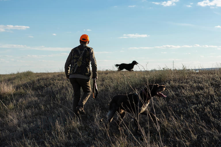 Chasse : la Fédération nationale des chasseurs publie son premier manifeste