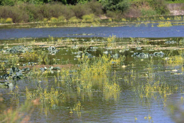 GEÇEN HAFTA UYARI ÜZERİNE LAHANASINI TOPLAYAN BİR ÜRETİCİNİN ÜRETİM YAPTIĞI ARAZİ İSE GÖL SEVİYESİNİN YÜKSELMESİ NEDENİYLE SULAR ALTINDA KALDI.