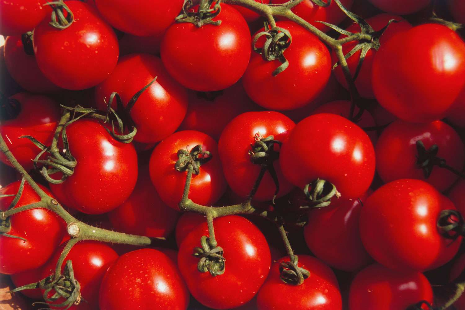 FDA Issues Recall on Tomatoes in 14 States Over Salmonella Risk
