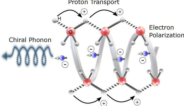 The proton transport is accompanied by electron polarization in chiral media. Naama Goren