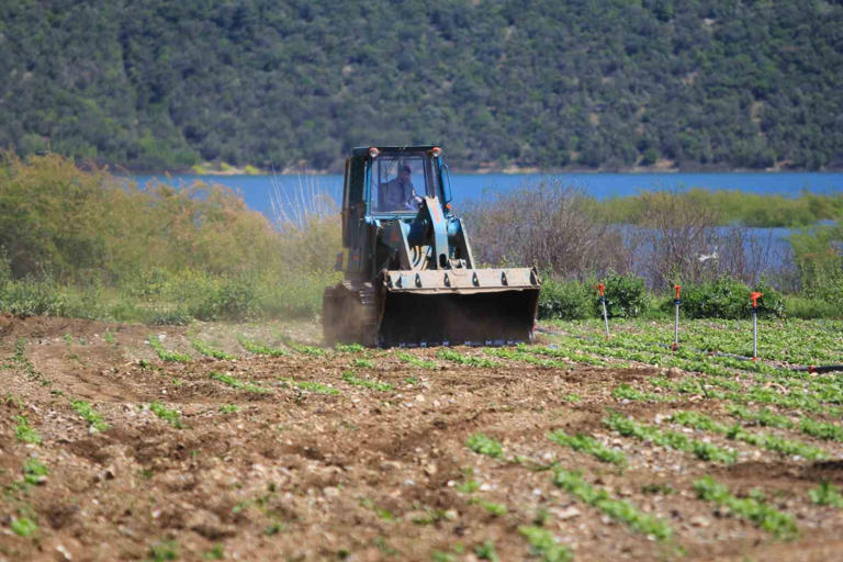 BURSA'NIN KESTEL İLÇESİNDEKİ GÖLBAŞI BARAJ GÖLÜ HAVZASINDA EKİLİ MARUL, MAYDANOZ, FASULYE GİBİ SEBZE EKİLİ ARAZİLERİ İŞ MAKİNELERİYLE DÜZLEDİ.
