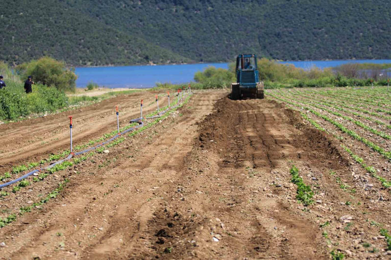 BURSA'NIN KESTEL İLÇESİNDEKİ GÖLBAŞI BARAJ GÖLÜ HAVZASINDA EKİLİ MARUL, MAYDANOZ, FASULYE GİBİ SEBZE EKİLİ ARAZİLERİ İŞ MAKİNELERİYLE DÜZLEDİ.