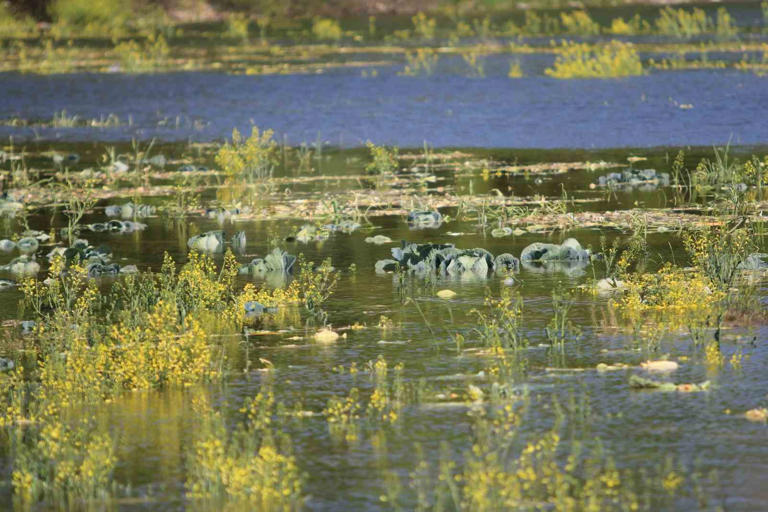 GEÇEN HAFTA UYARI ÜZERİNE LAHANASINI TOPLAYAN BİR ÜRETİCİNİN ÜRETİM YAPTIĞI ARAZİ İSE GÖL SEVİYESİNİN YÜKSELMESİ NEDENİYLE SULAR ALTINDA KALDI.