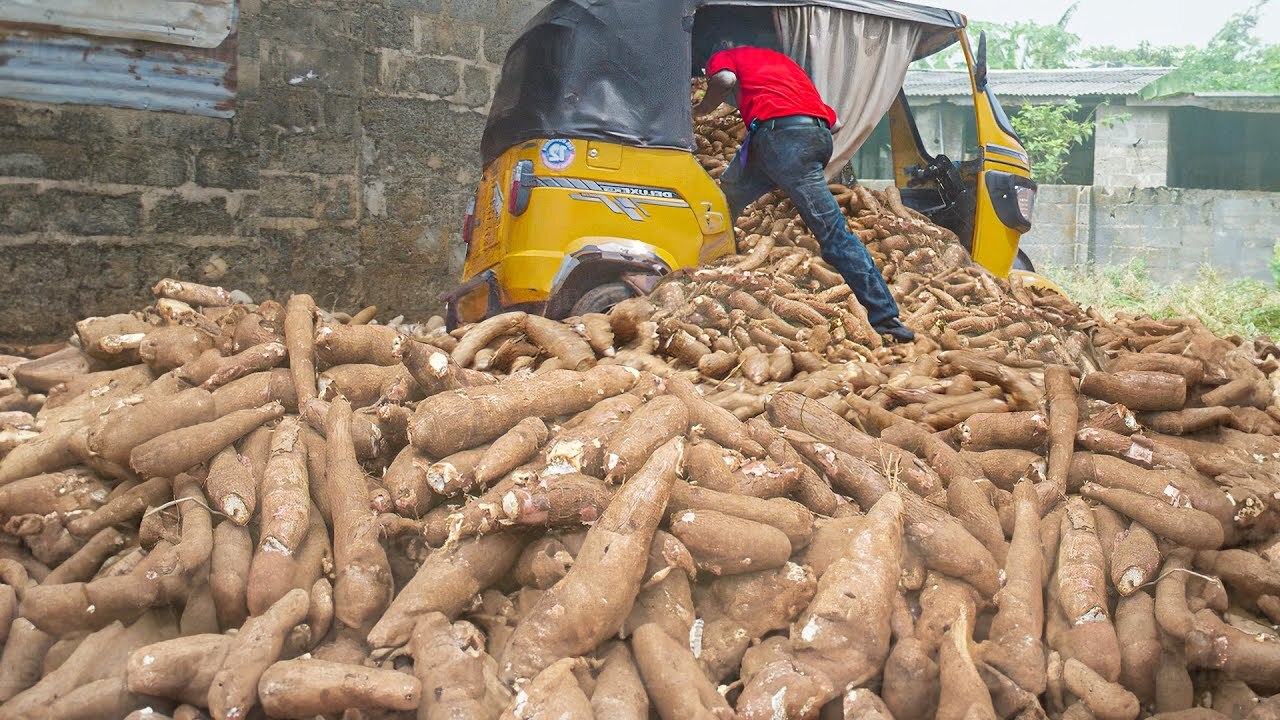 Inside Nigeria's annual 60 million ton cassava harvest and processing
