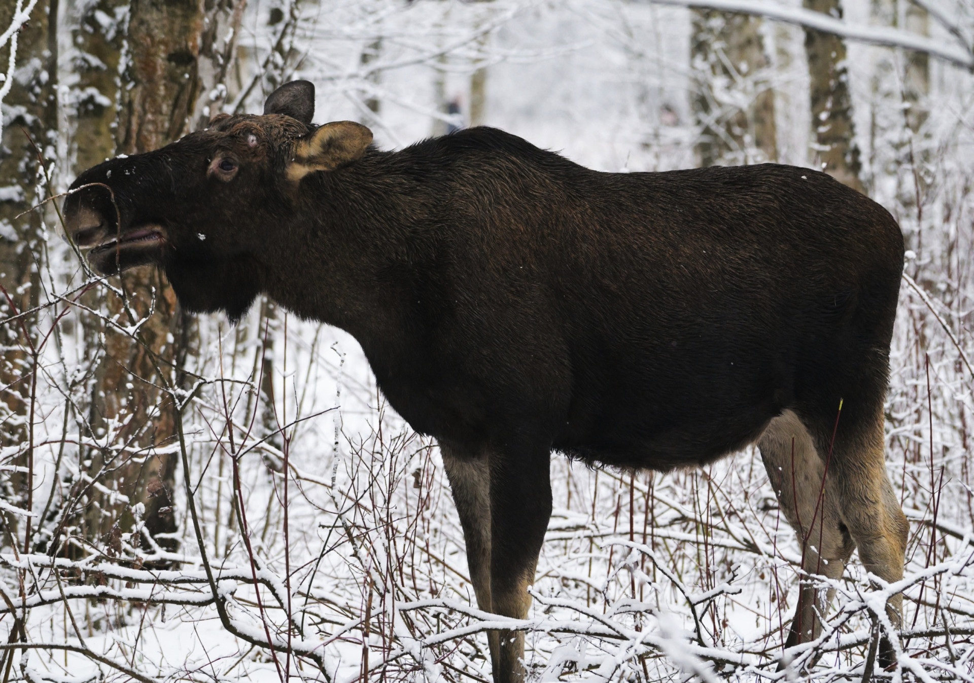 Why Wildlife Streaming Is The New Showstopper