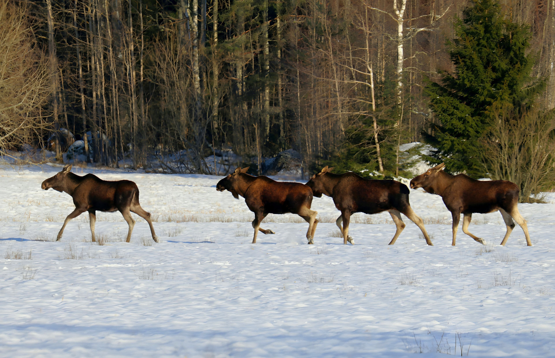 Why Wildlife Streaming Is The New Showstopper