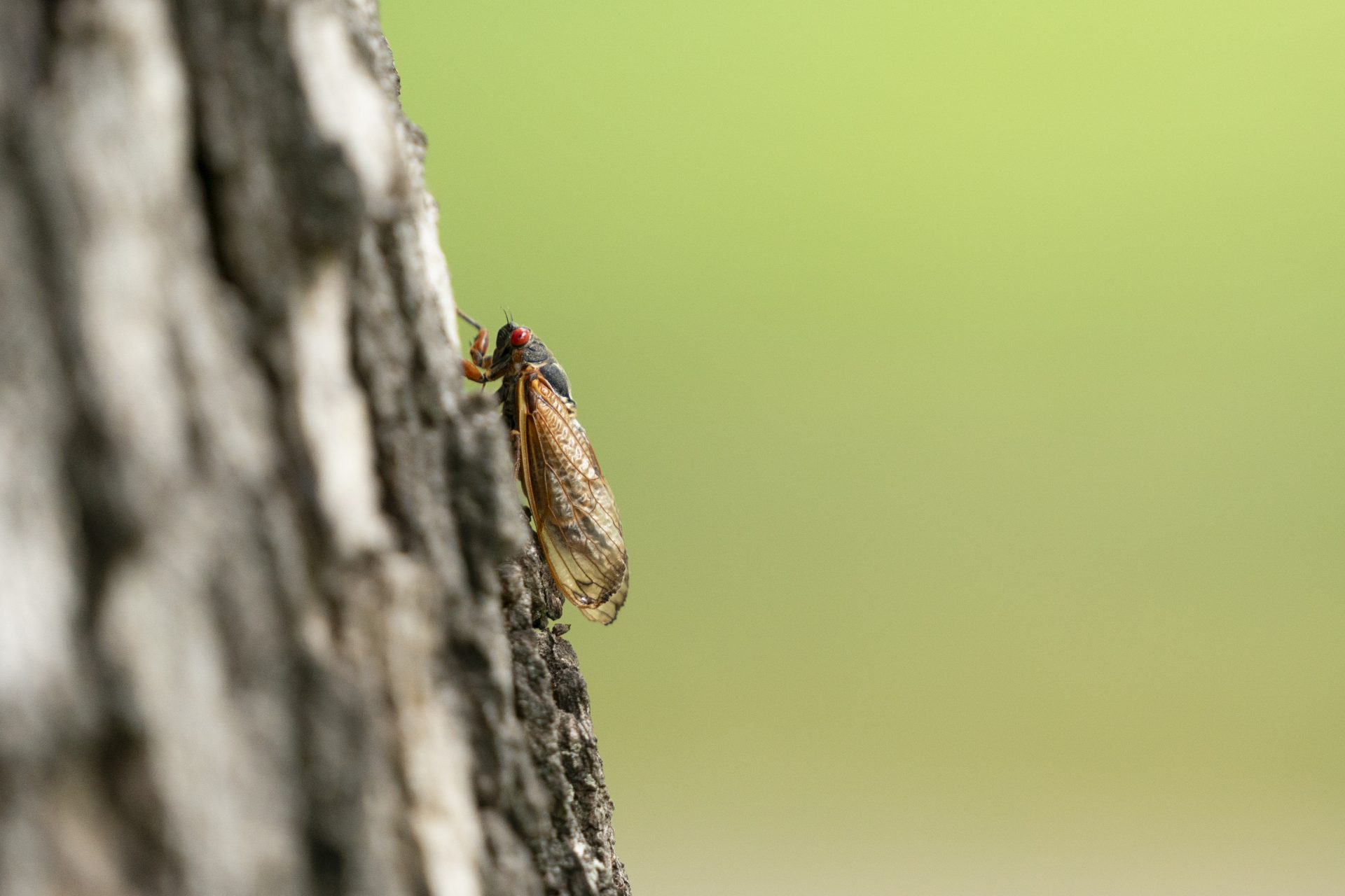 Discover why parts of North America were buzzing with swarms of noisy ...