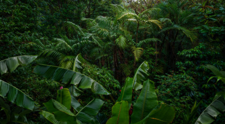 Descubrimiento sin precedentes: la planta que no hace fotosíntesis, ¿cómo sobrevive?