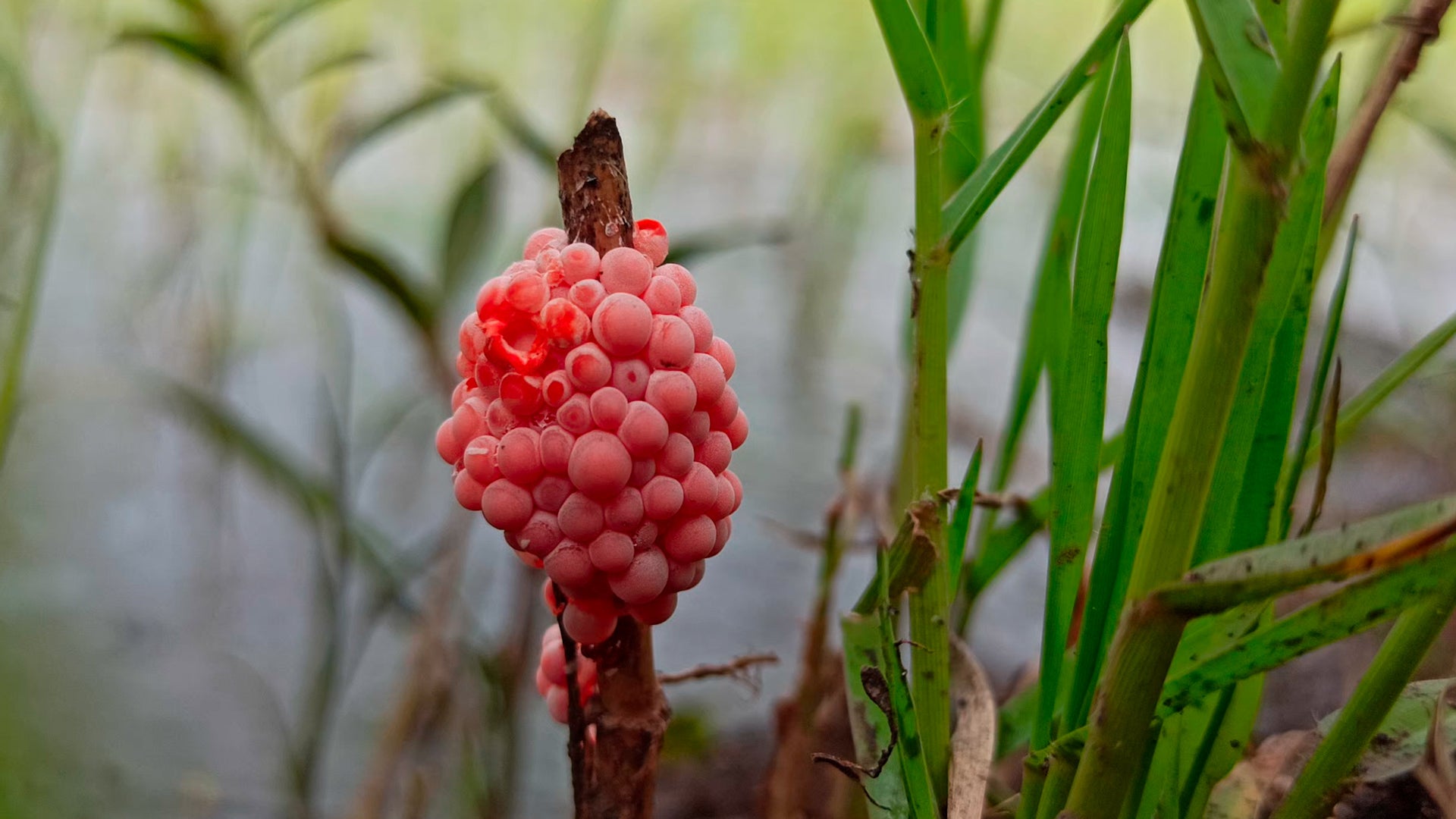 Wildlife Officials Want You To Crush These Bright Pink Eggs