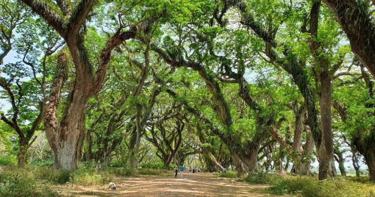 11 Tempat Wisata di Banyuwangi, Pesonanya Bikin Pengen Balik Lagi!