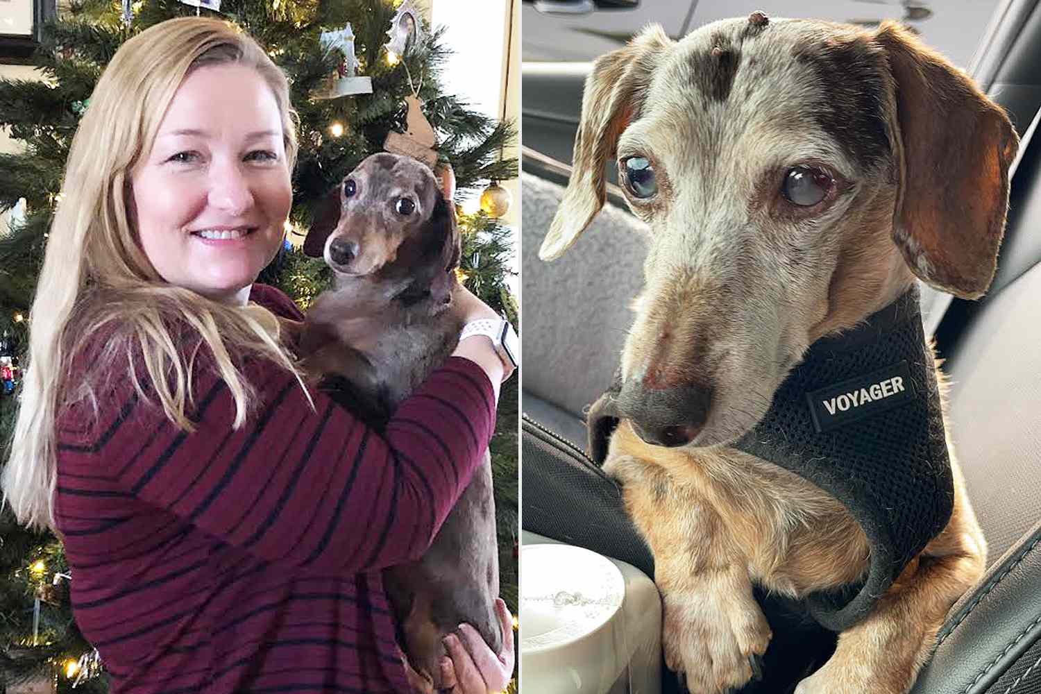 When Her Dog Lost His Sight Overnight, She Reimagined Her Home to Guide