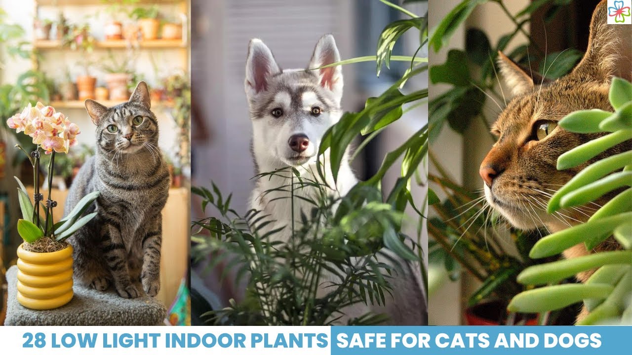 28 Low Light Indoor Plants Safe for Cats and Dogs. Pet Safe Plants