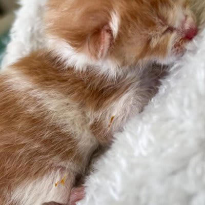 本当に猫……？』小さすぎて何の生き物かわからなかった子を拾って
