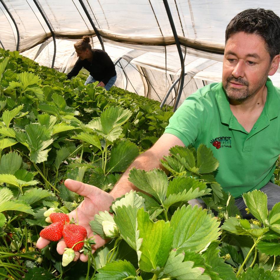 Saarländische Erdbeeren sind reif – und das kosten sie