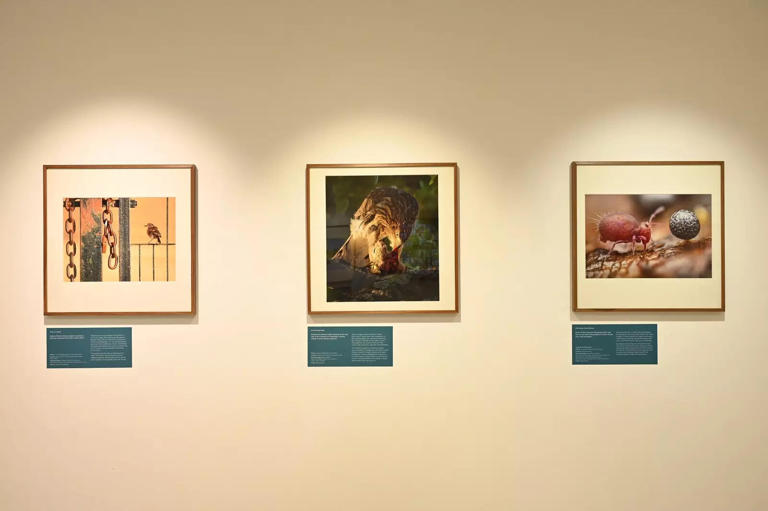Wildlife photography exhibition opens at British Council India