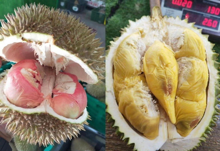 Weather delays Penang durian season, yield down 30pc; new Tupai King,  Cenderawasih hybrids in focus, says farmowner