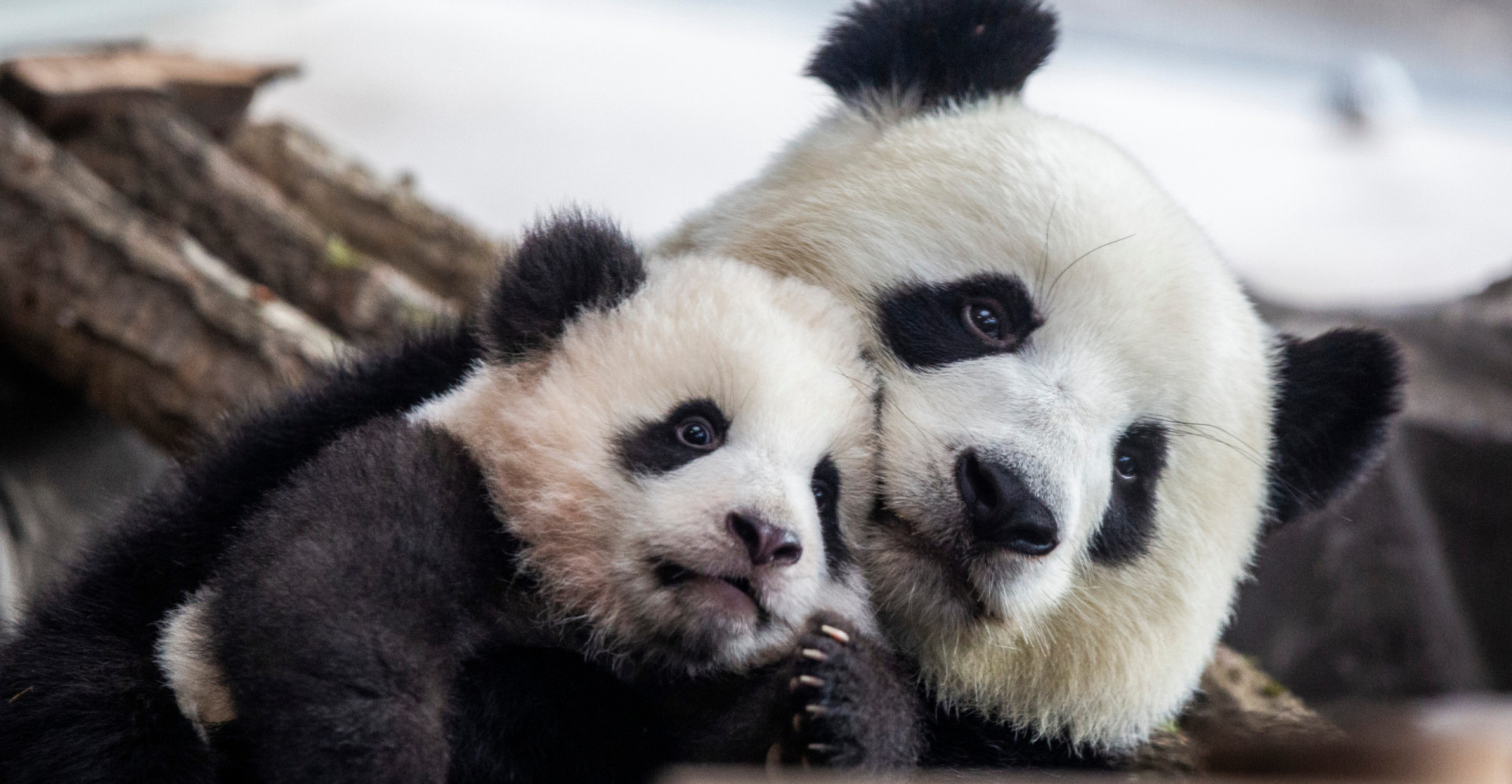 Motherly love: adorable animal moms and their babies
